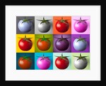 Multi coloured tomatos by Assaf Frank